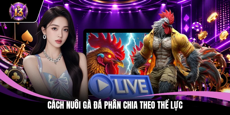 Cách Nuôi Gà Đá - Bí Quyết Huấn Luyện Chiến Kê Từ Cao Thủ 3 Cách nuôi gà đá phân chia theo thể lực