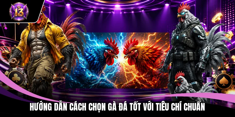 Cách Chọn Gà Đá Tốt - 3 Bí Quyết Săn Chiến Kê Bách Thắng 2 Hướng dẫn cách chọn gà đá tốt với tiêu chí chuẩn