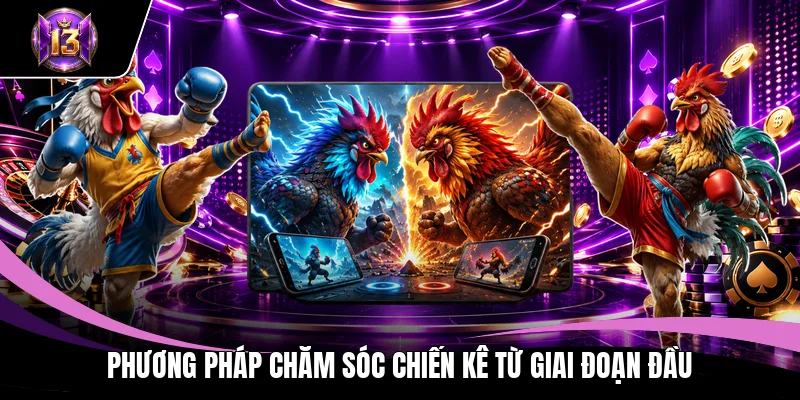 Cách Nuôi Gà Đá - Bí Quyết Huấn Luyện Chiến Kê Từ Cao Thủ 2 Phương pháp chăm sóc chiến kê từ giai đoạn đầu